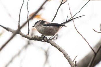 エナガ 三ツ池公園(横浜市鶴見区) 2021年10月21日(木)