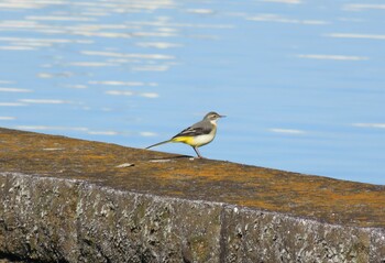 2021年10月24日(日) 多摩川二ヶ領宿河原堰の野鳥観察記録