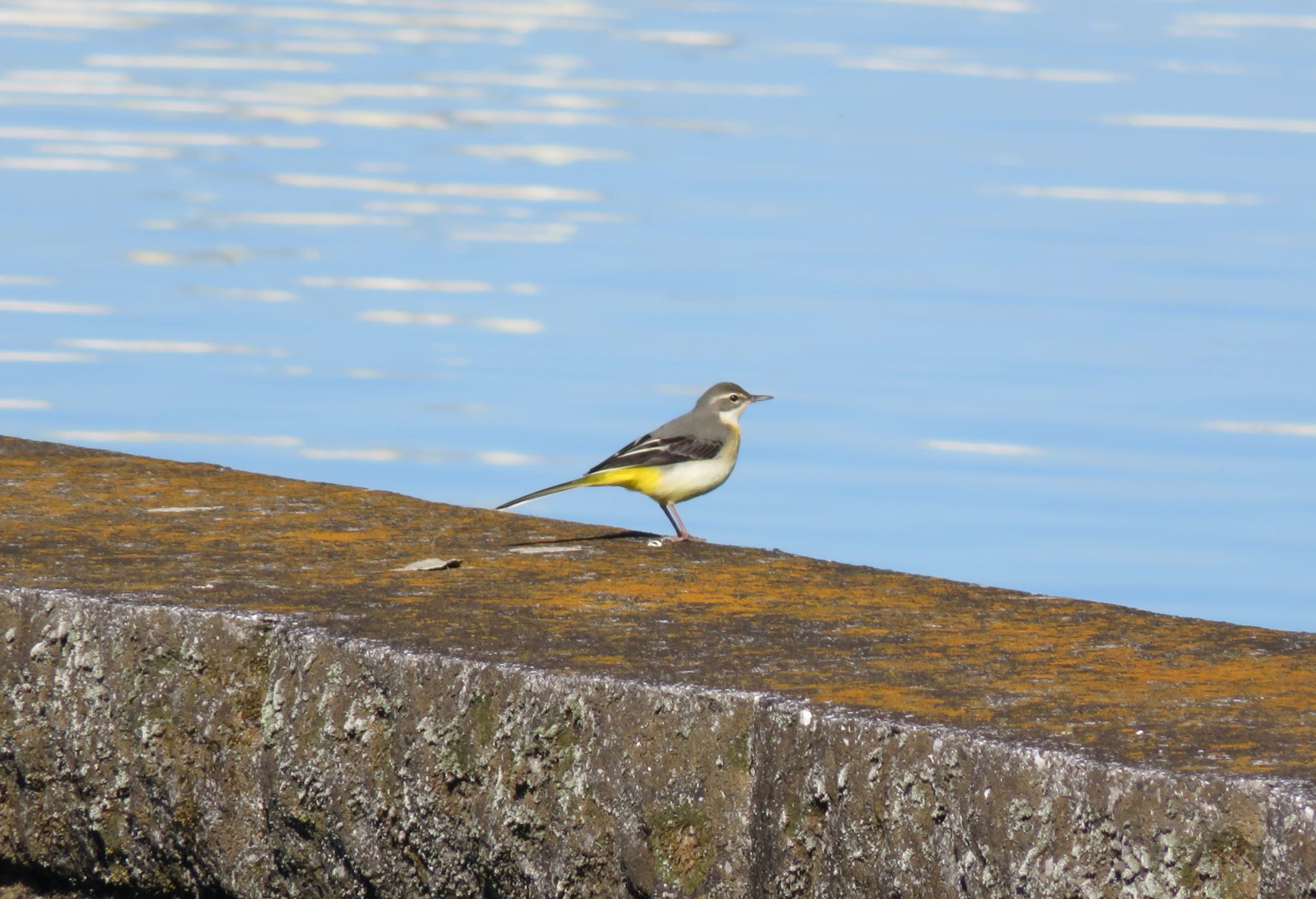 Photo of Grey Wagtail at 多摩川二ヶ領宿河原堰 by ぶりだいこん546