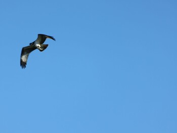 Osprey 多摩川二ヶ領宿河原堰 Sun, 10/24/2021