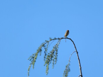 Bull-headed Shrike 多摩川二ヶ領宿河原堰 Sun, 10/24/2021