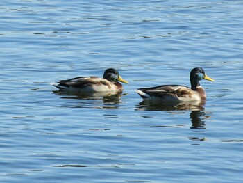 Mallard 多摩川二ヶ領宿河原堰 Sun, 10/24/2021