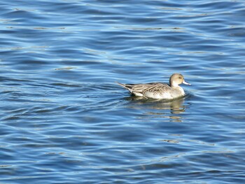 Northern Pintail 多摩川二ヶ領宿河原堰 Sun, 10/24/2021