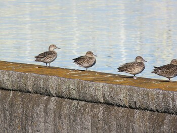 Eurasian Teal 多摩川二ヶ領宿河原堰 Sun, 10/24/2021