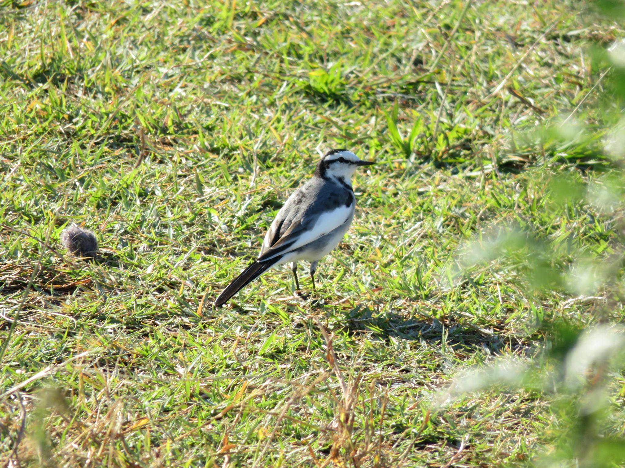 Photo of White Wagtail at 多摩川二ヶ領宿河原堰 by ぶりだいこん546