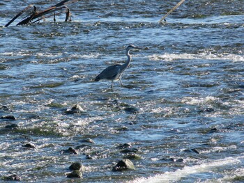 Great Egret 多摩川二ヶ領宿河原堰 Sun, 10/24/2021