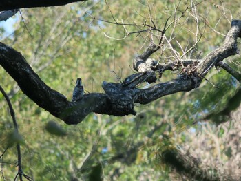 Japanese Pygmy Woodpecker 生田緑地 Sun, 10/24/2021