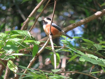 Varied Tit 生田緑地 Sun, 10/24/2021