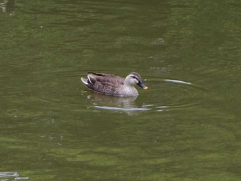 Eastern Spot-billed Duck Kyoto Gyoen Wed, 5/3/2017