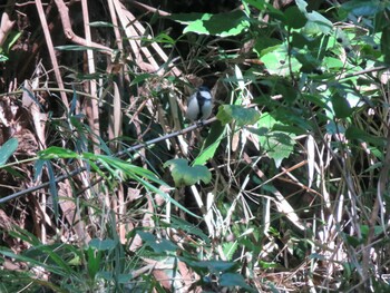 シジュウカラ 生田緑地 2021年10月24日(日)