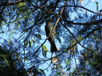 Brown-eared Bulbul 生田緑地 Sun, 10/24/2021