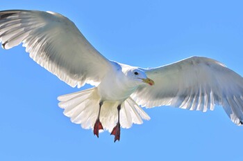 セグロカモメ 外川 2021年10月24日(日)