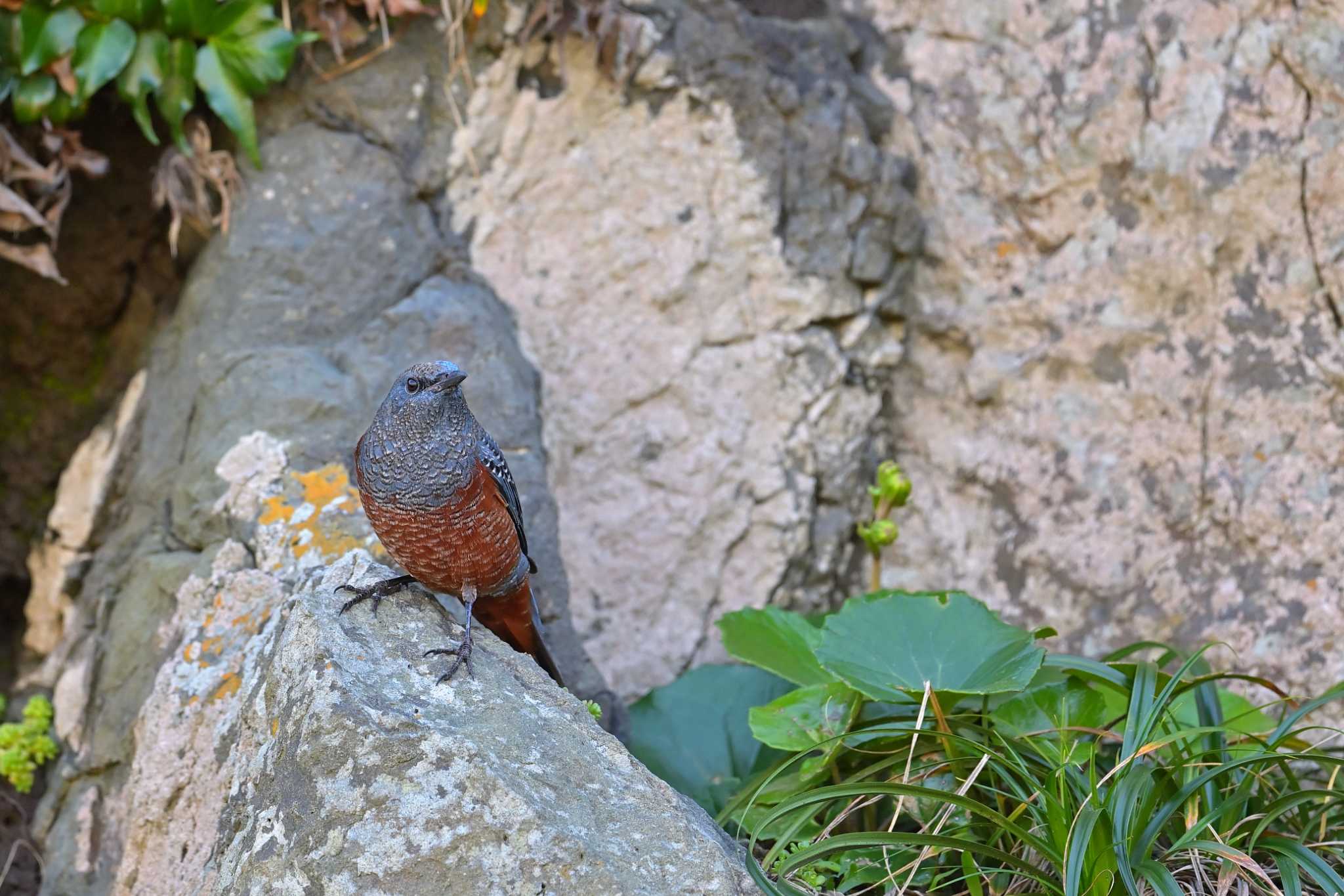 外川 イソヒヨドリの写真 by birds@hide3