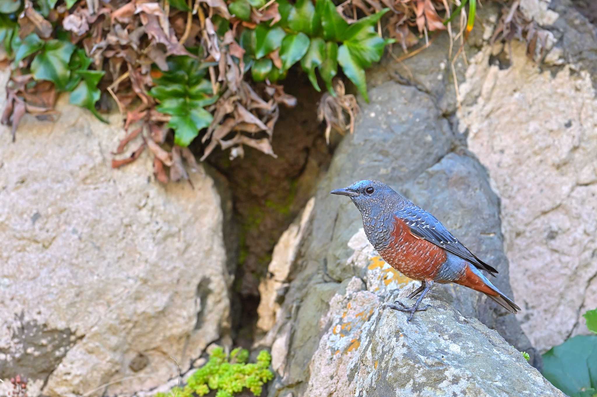 外川 イソヒヨドリの写真 by birds@hide3