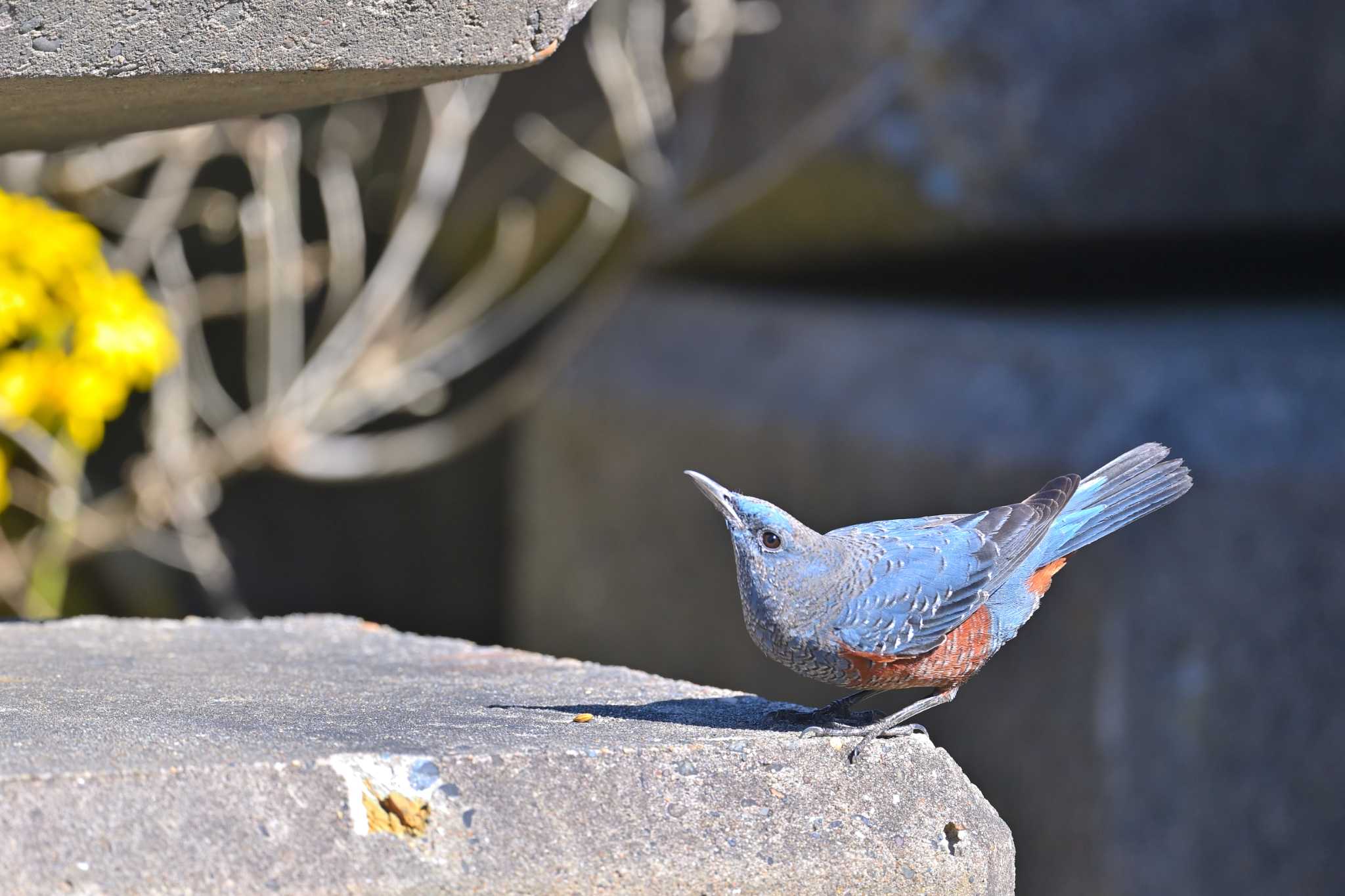 外川 イソヒヨドリの写真 by birds@hide3