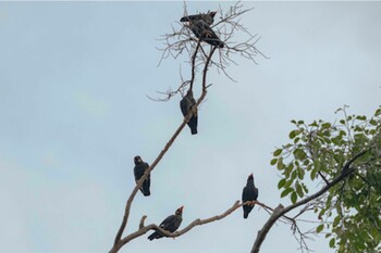 2021年10月24日(日) シンガポール植物園の野鳥観察記録