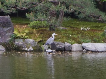 Grey Heron Kyoto Gyoen Wed, 5/3/2017