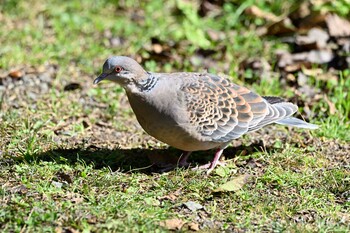 Sun, 10/24/2021 Birding report at 西湖野鳥の森公園