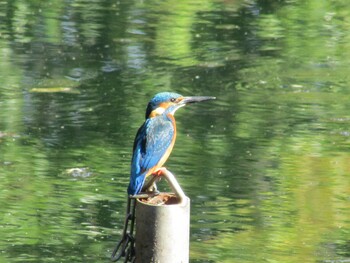 Common Kingfisher Inokashira Park Sun, 10/24/2021