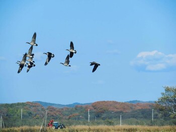 2021年10月24日(日) 豊頃・浦幌の野鳥観察記録