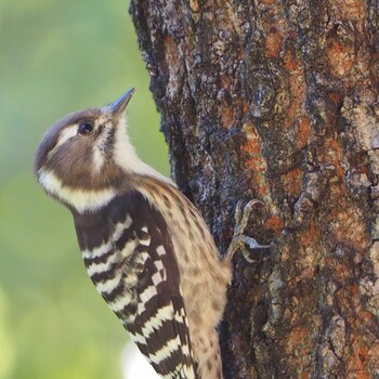 2021年10月24日(日) 足立区の野鳥観察記録