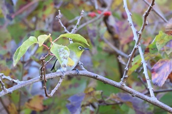 Sun, 10/24/2021 Birding report at Hakodateyama