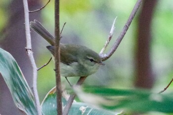 2021年10月24日(日) 西野緑道(札幌市西区)の野鳥観察記録