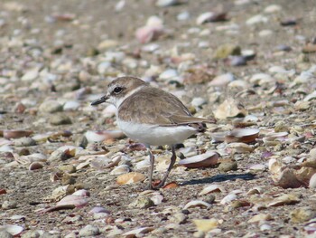 2021年10月24日(日) ふなばし三番瀬海浜公園の野鳥観察記録