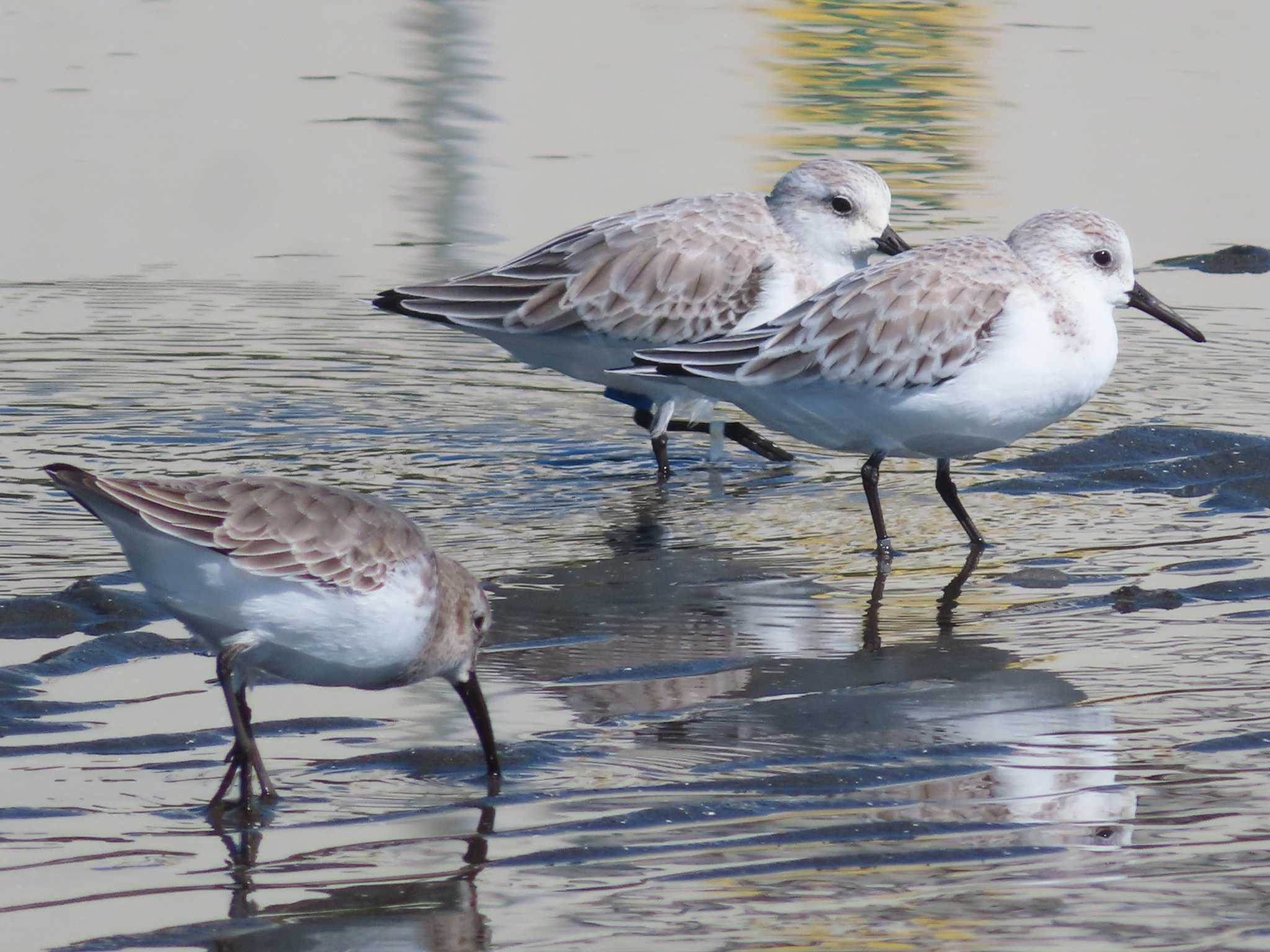 ふなばし三番瀬海浜公園 ミユビシギの写真 by ゆ