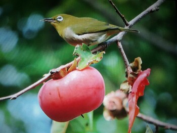 2021年10月24日(日) 馬見丘陵公園の野鳥観察記録