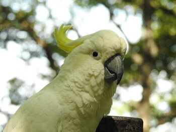 Sulphur-crested Cockatoo 祖父江ワイルドネイチャー緑地 Fri, 9/10/2021