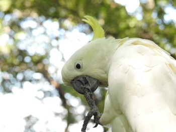 Sulphur-crested Cockatoo 祖父江ワイルドネイチャー緑地 Fri, 9/10/2021