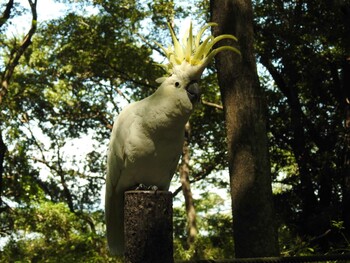 Sulphur-crested Cockatoo 祖父江ワイルドネイチャー緑地 Fri, 9/10/2021