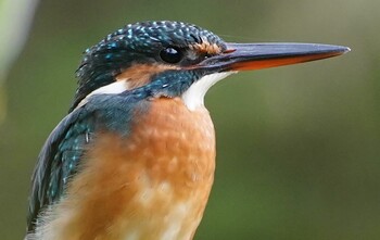 2021年10月24日(日) 千里南公園の野鳥観察記録