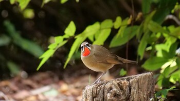 Siberian Rubythroat Osaka castle park Sun, 10/24/2021