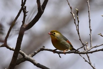 ソウシチョウ 場所が不明 2017年5月3日(水)