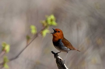 Japanese Robin Unknown Spots Wed, 5/3/2017