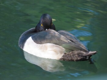 2021年10月24日(日) 仙台堀川公園(江東区)の野鳥観察記録