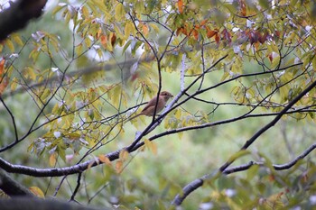 モズ 久宝寺緑地公園 2021年10月17日(日)