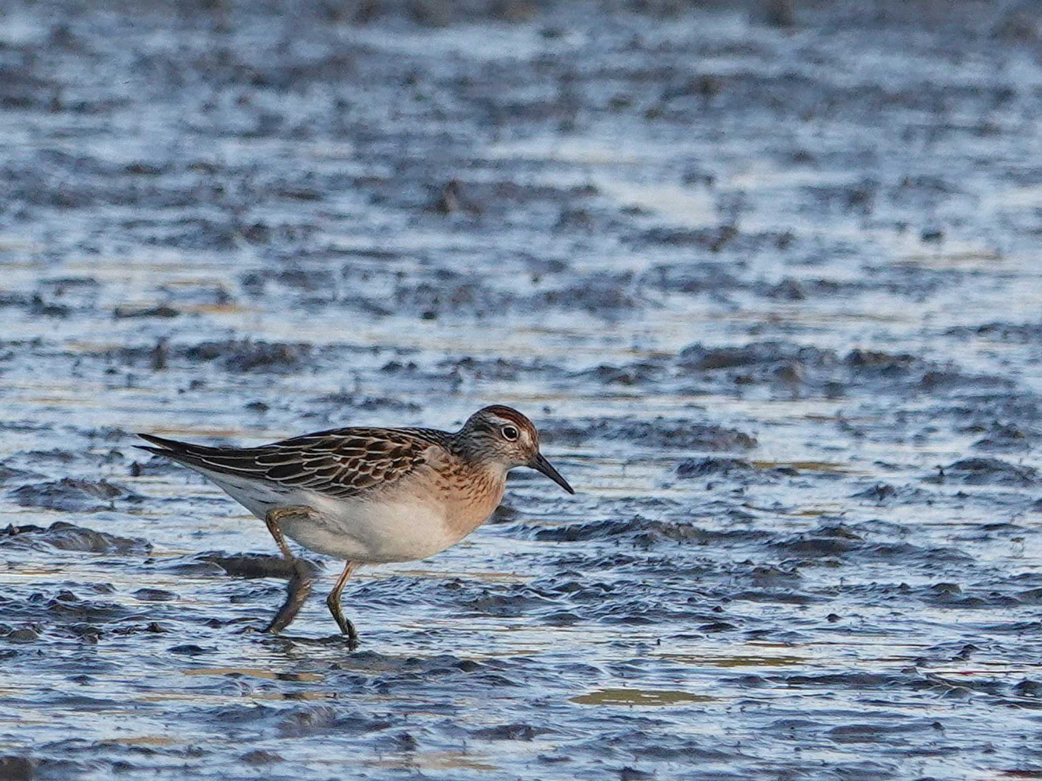 Photo of Sharp-tailed Sandpiper at Isanuma by dalidalida