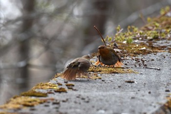 Japanese Robin Unknown Spots Wed, 5/3/2017