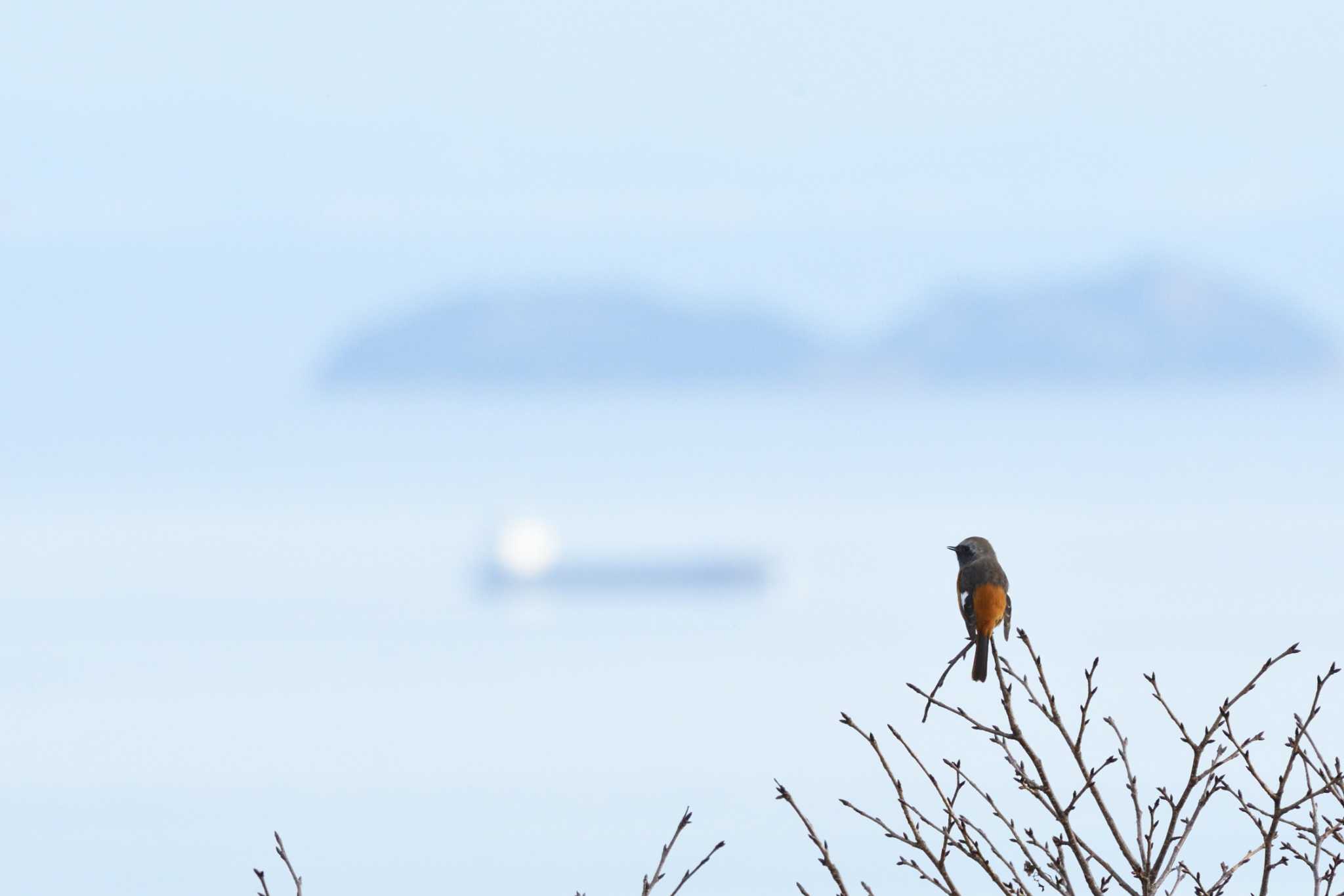 Photo of Daurian Redstart at 世界の梅公園 by T2000