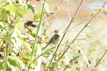 セッカ 多摩川 2021年10月24日(日)