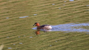 カイツブリ 東京港野鳥公園 2021年10月24日(日)