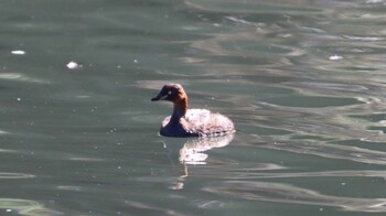 カイツブリ 東京港野鳥公園 2021年10月24日(日)