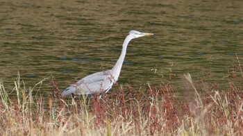 アオサギ 東京港野鳥公園 2021年10月24日(日)