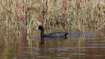 カイツブリ 東京港野鳥公園 2021年10月24日(日)