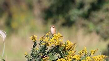 モズ 東京港野鳥公園 2021年10月24日(日)