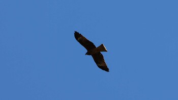 トビ 東京港野鳥公園 2021年10月24日(日)