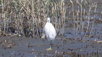 コサギ 東京港野鳥公園 2021年10月24日(日)